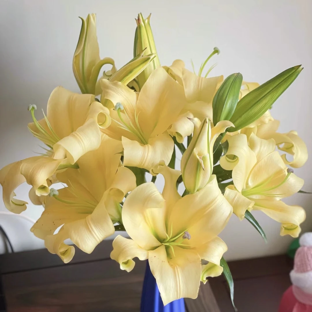 【皇帝】皇帝香水百合 基地直发 | 全场任意满鲜花两单包邮