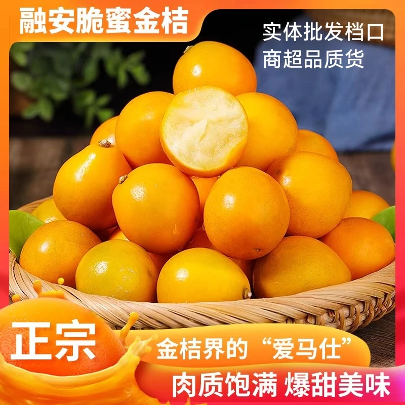 正宗广西融安脆蜜金桔第三代鲜果大果新鲜脆蜜金桔应季水果
