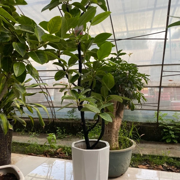 黄金榕瓷盆一米八