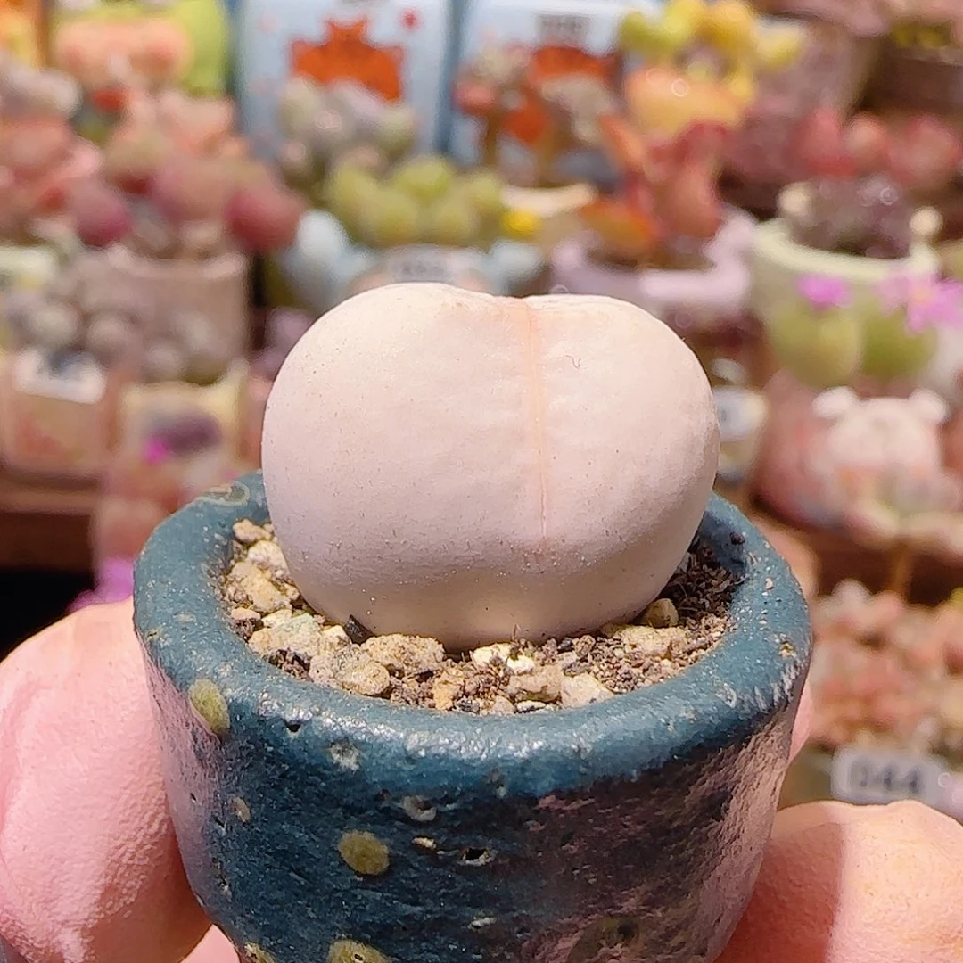 T圆圆高尔夫盆口2.5cm