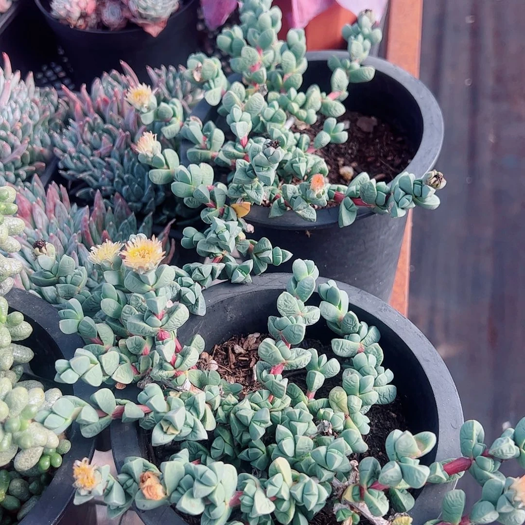 鹿角海棠多头群生老桩