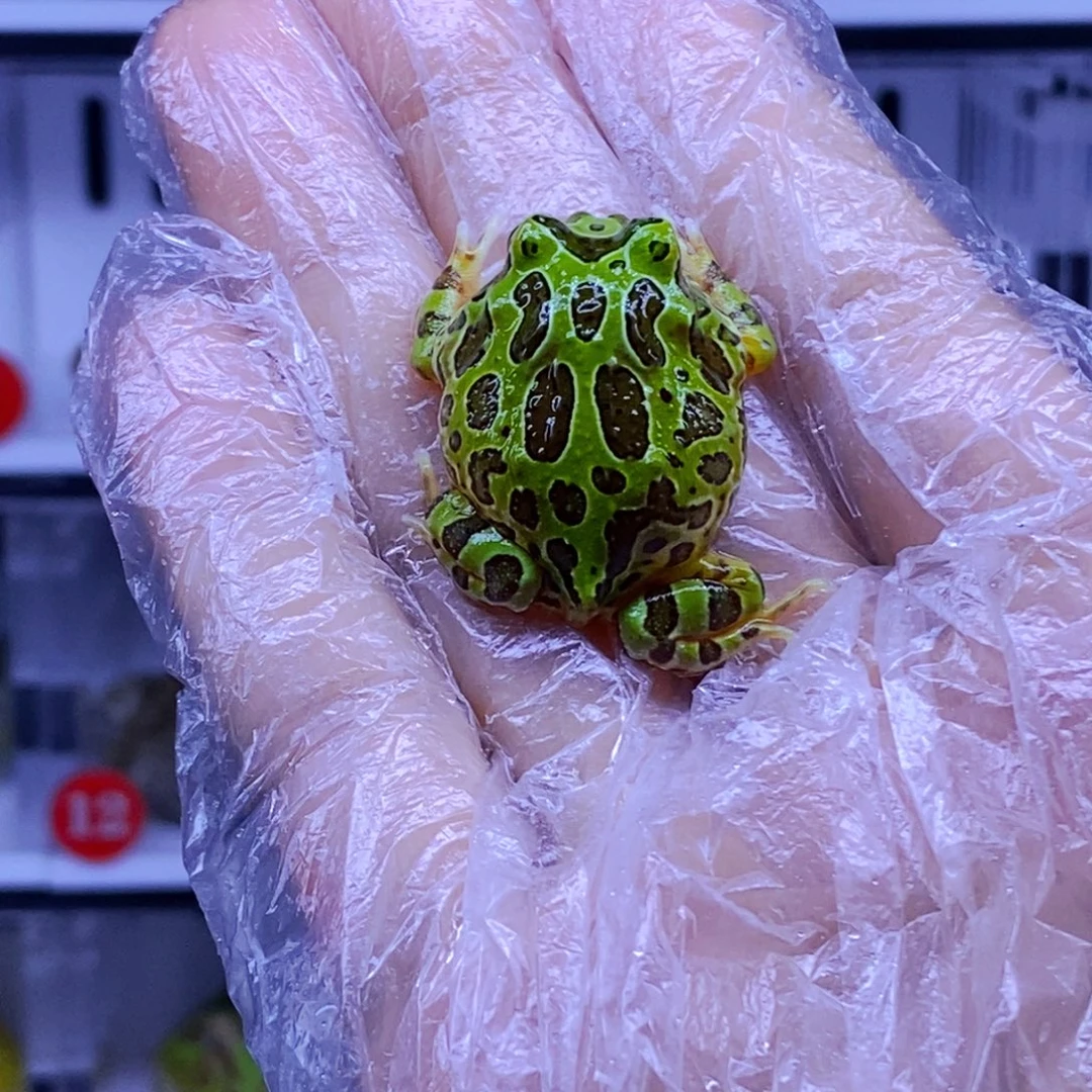 角蛙角蛙3-10cm闪购专享链接微瑕