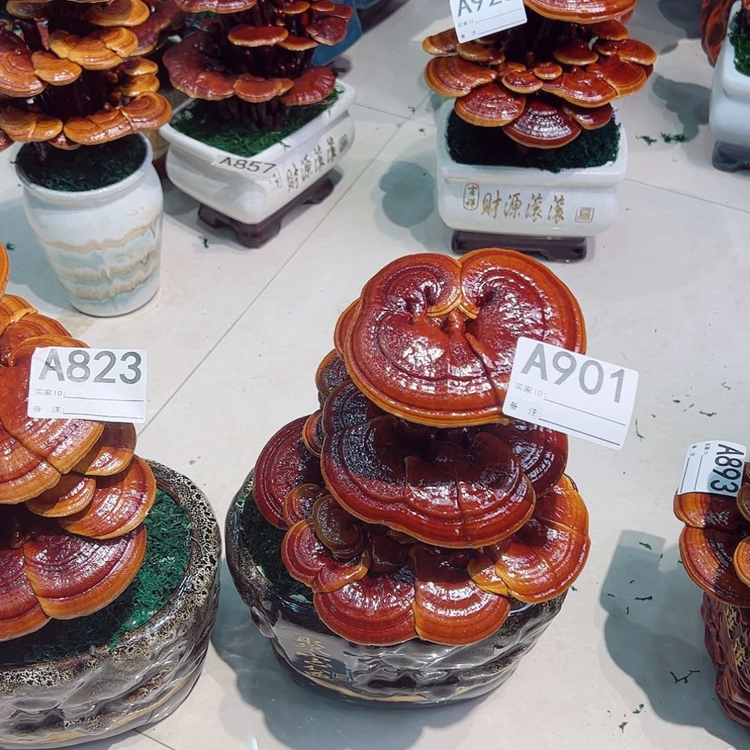 无花朵灵芝盆景901