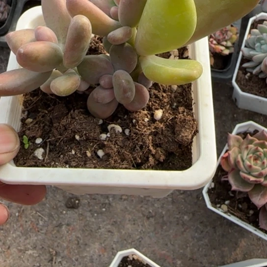 270芒果奶多肉植物多