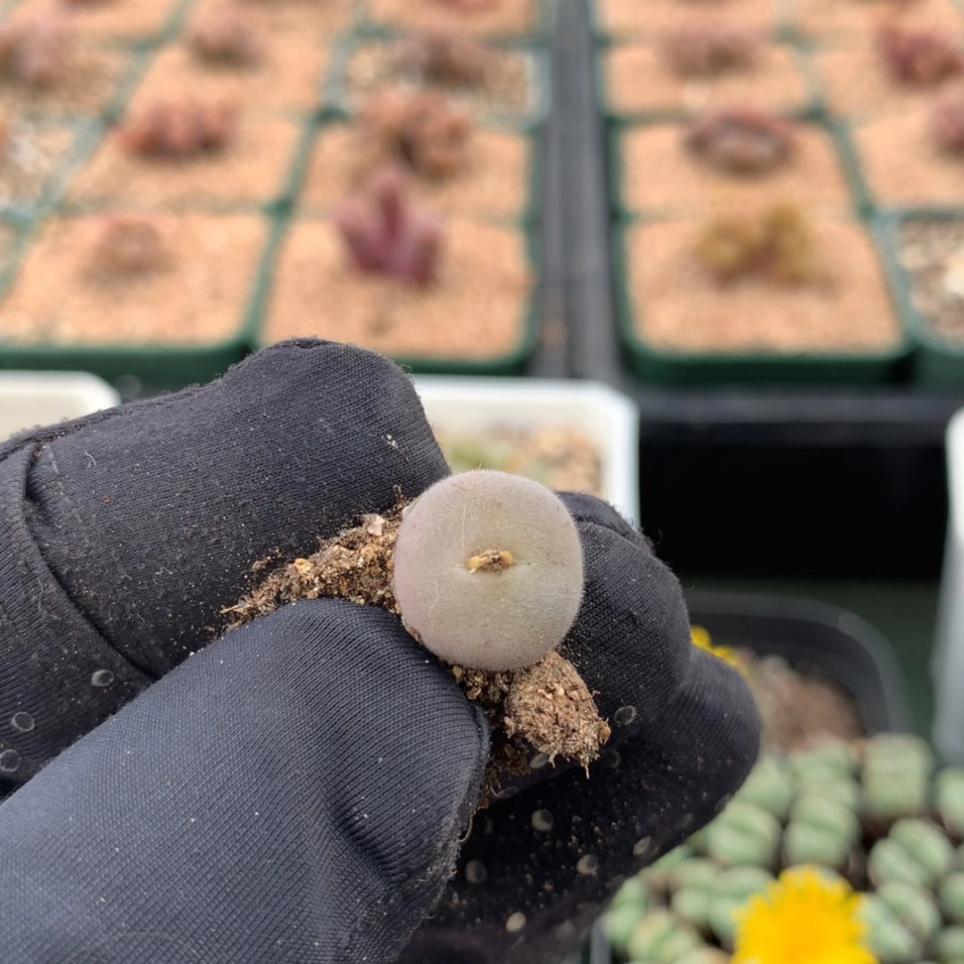 d095毛球D毛母本一颗