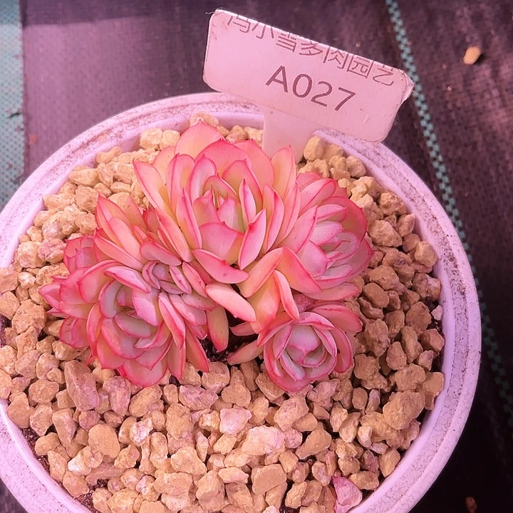 晶*我是第一百个为妖刀应援的阴阳师