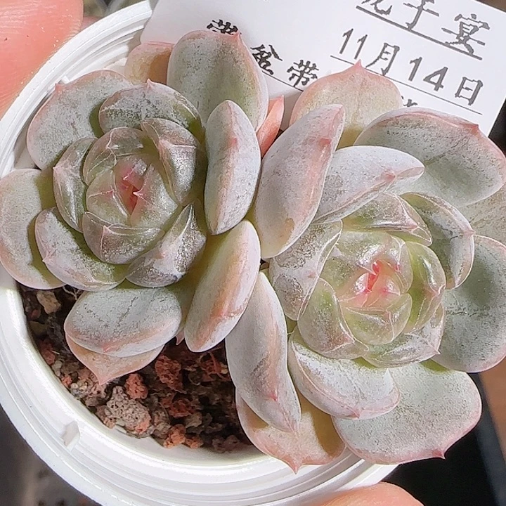 1114------57白恋双头
