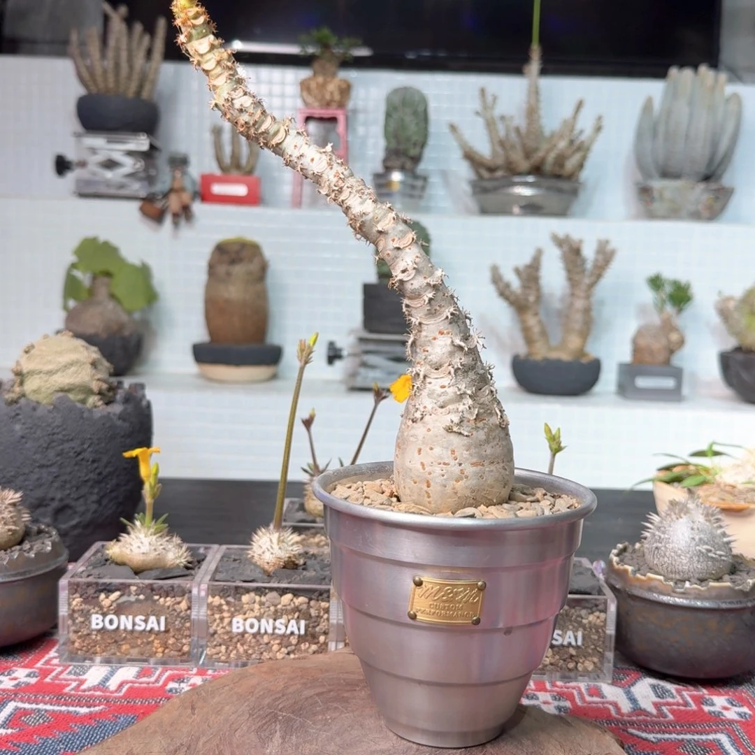 迷你油桐 一物一拍02