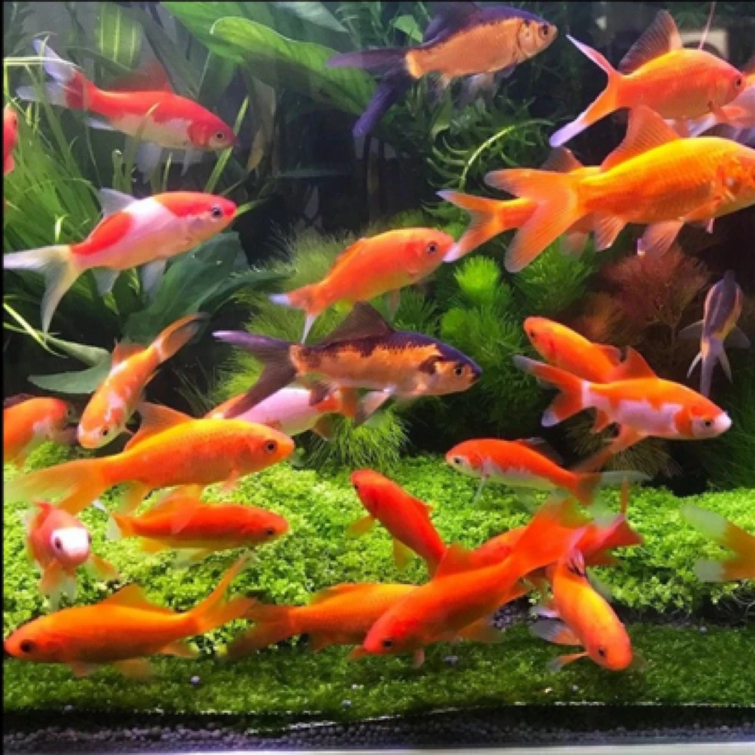 冷水观赏草金鱼 3-5公分 50尾包损 温顺好养可混养  全国包邮