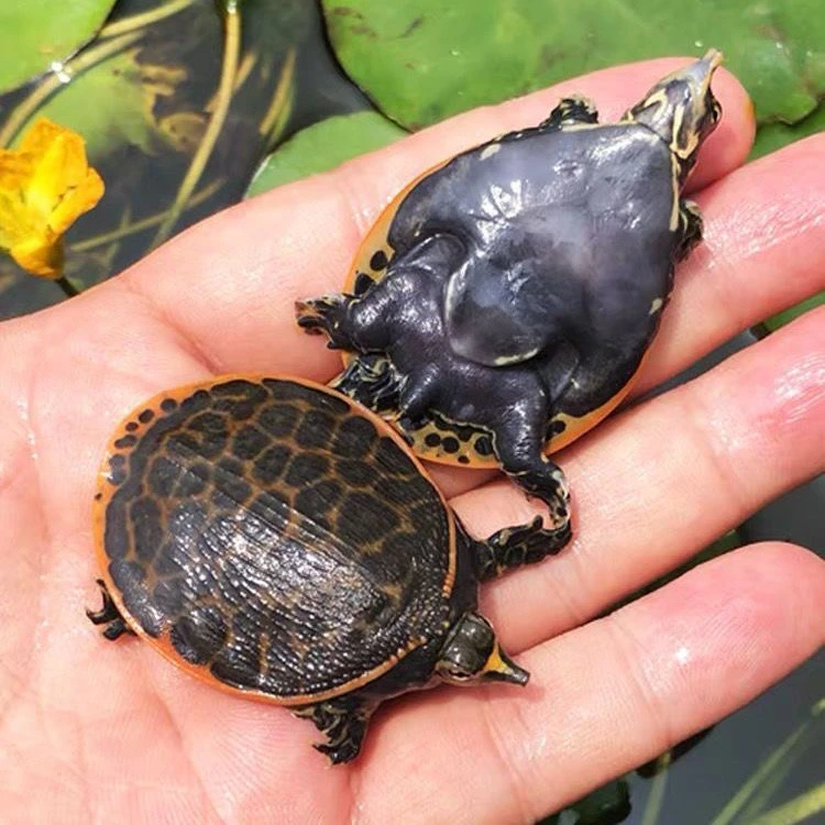 珍珠鳖活体观赏鳖鱼苗可深水饲养用于鱼缸混养的清道夫