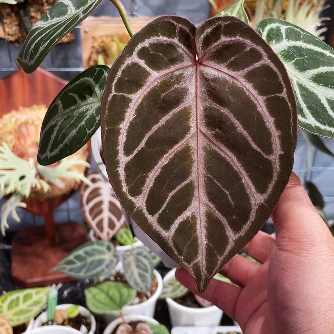 完全开放skg银杂红虎