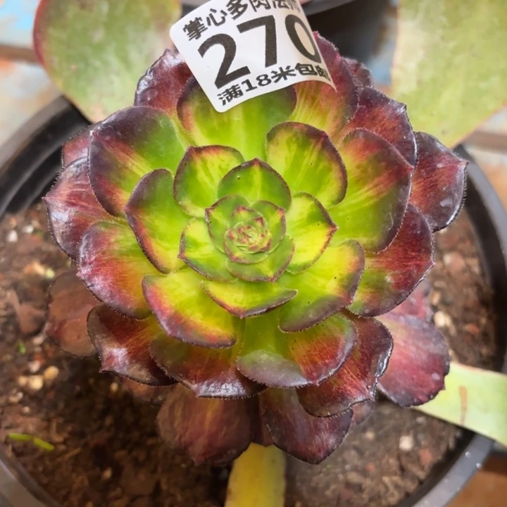 270海王七彩掌心多肉法师锦不包侧枝断枝的