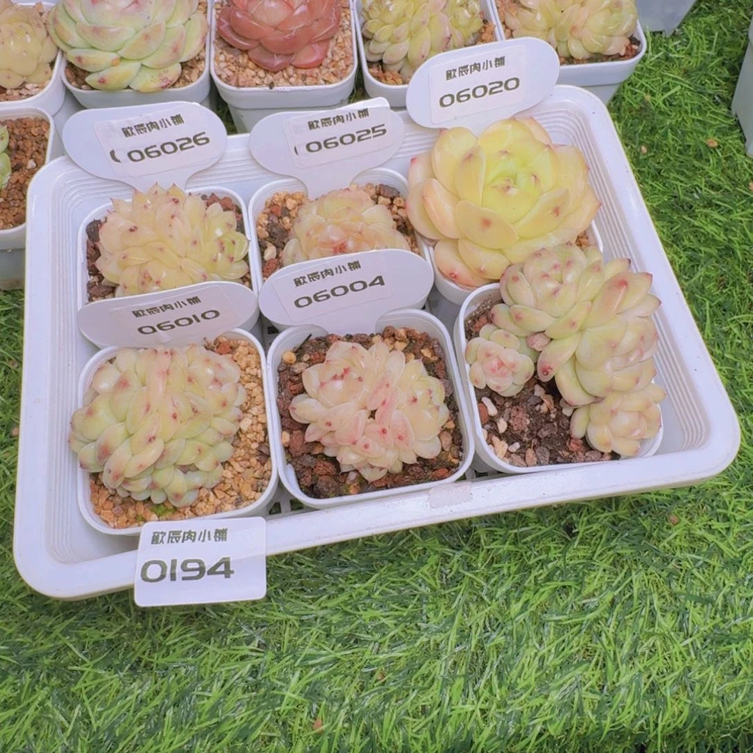 裹***光多肉植物杂交一筐0194