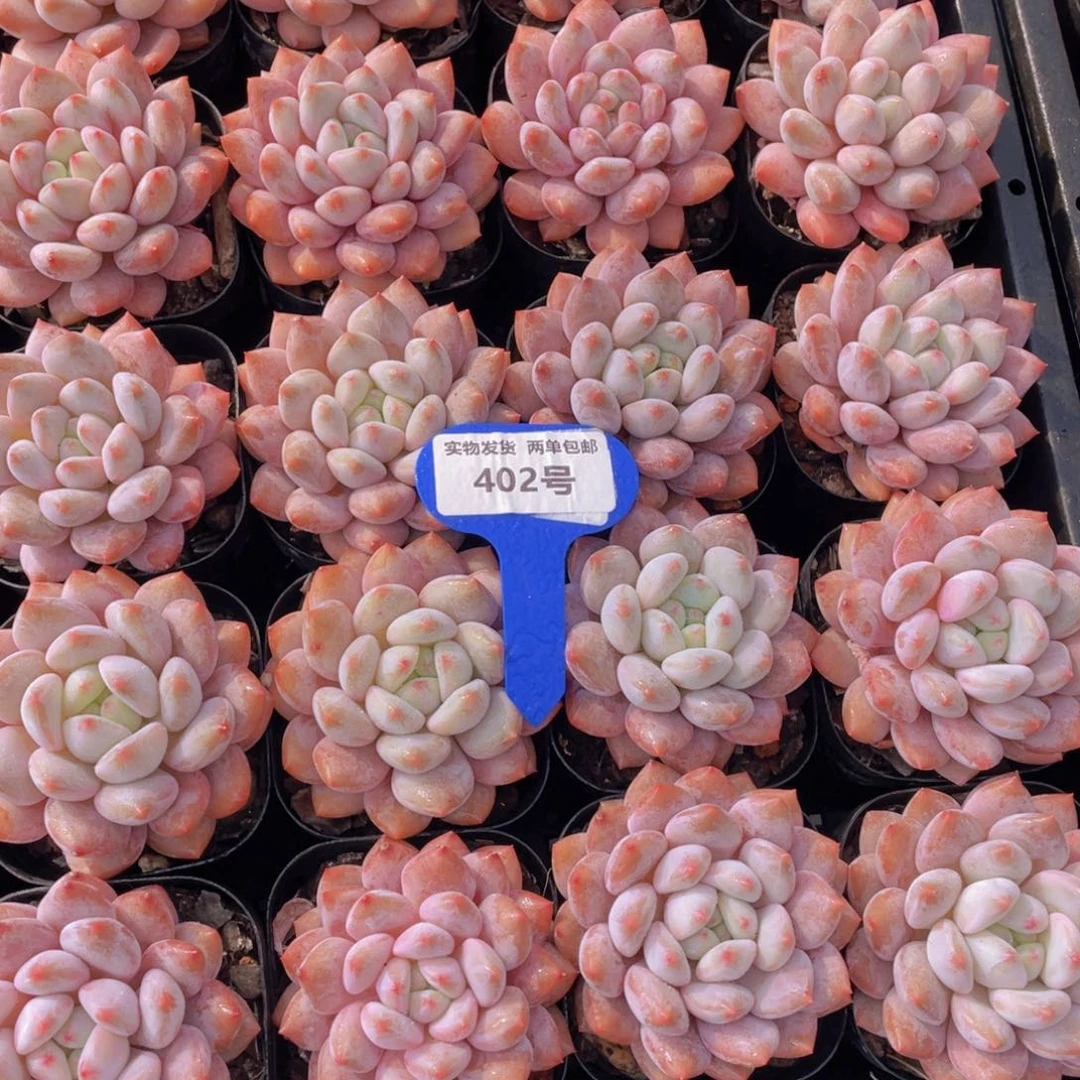 402号肥胖半夏大单头一个