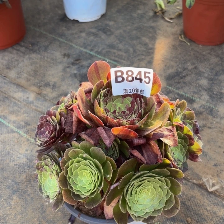 瑞妈多肉园艺，845