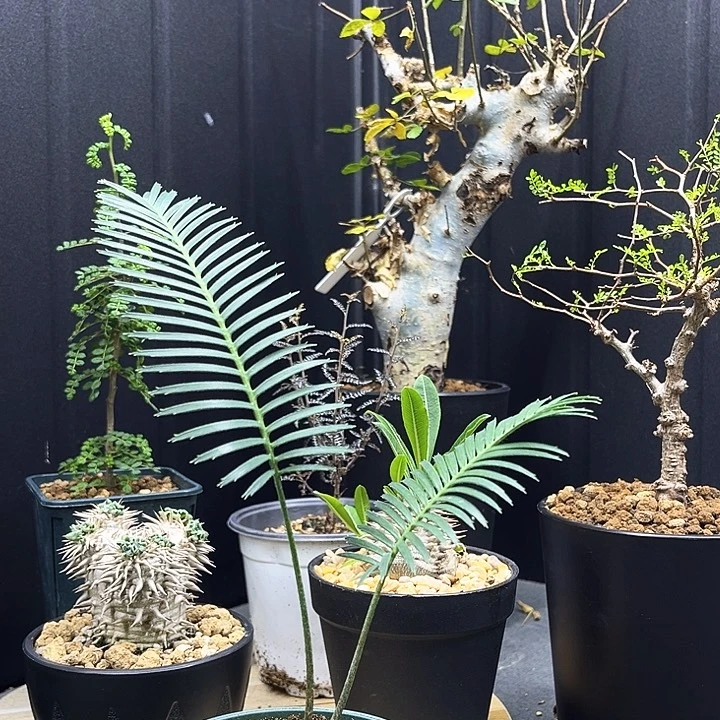 鱼骨双子铁一物一拍