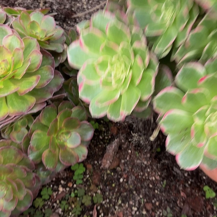 *****多肉植物福利423个