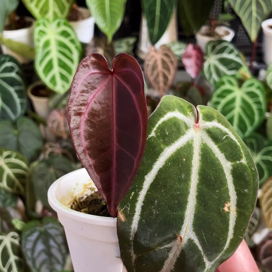 完全开放红水晶杂紫水晶