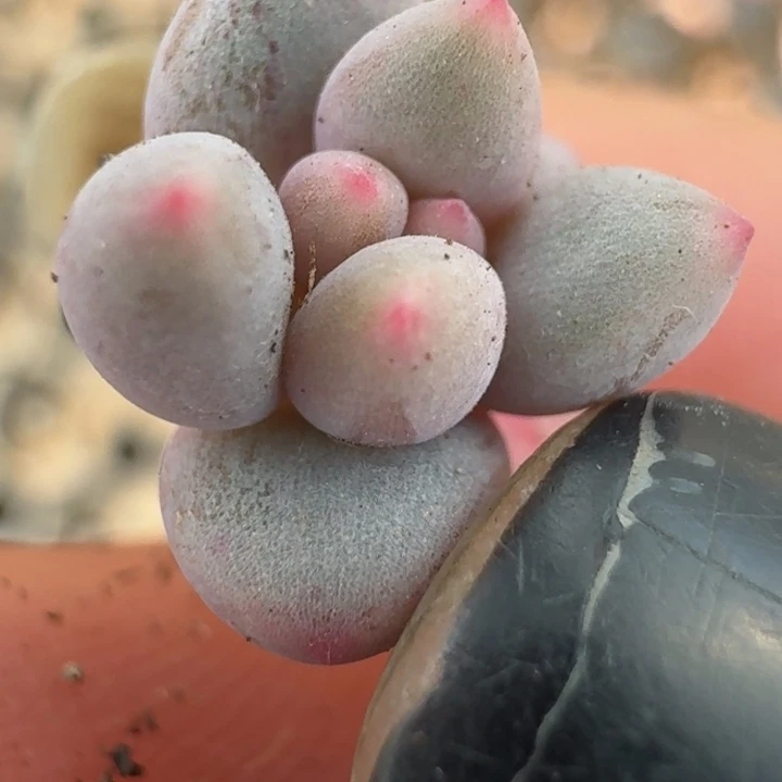 红蜻蜓锦一物一拍26