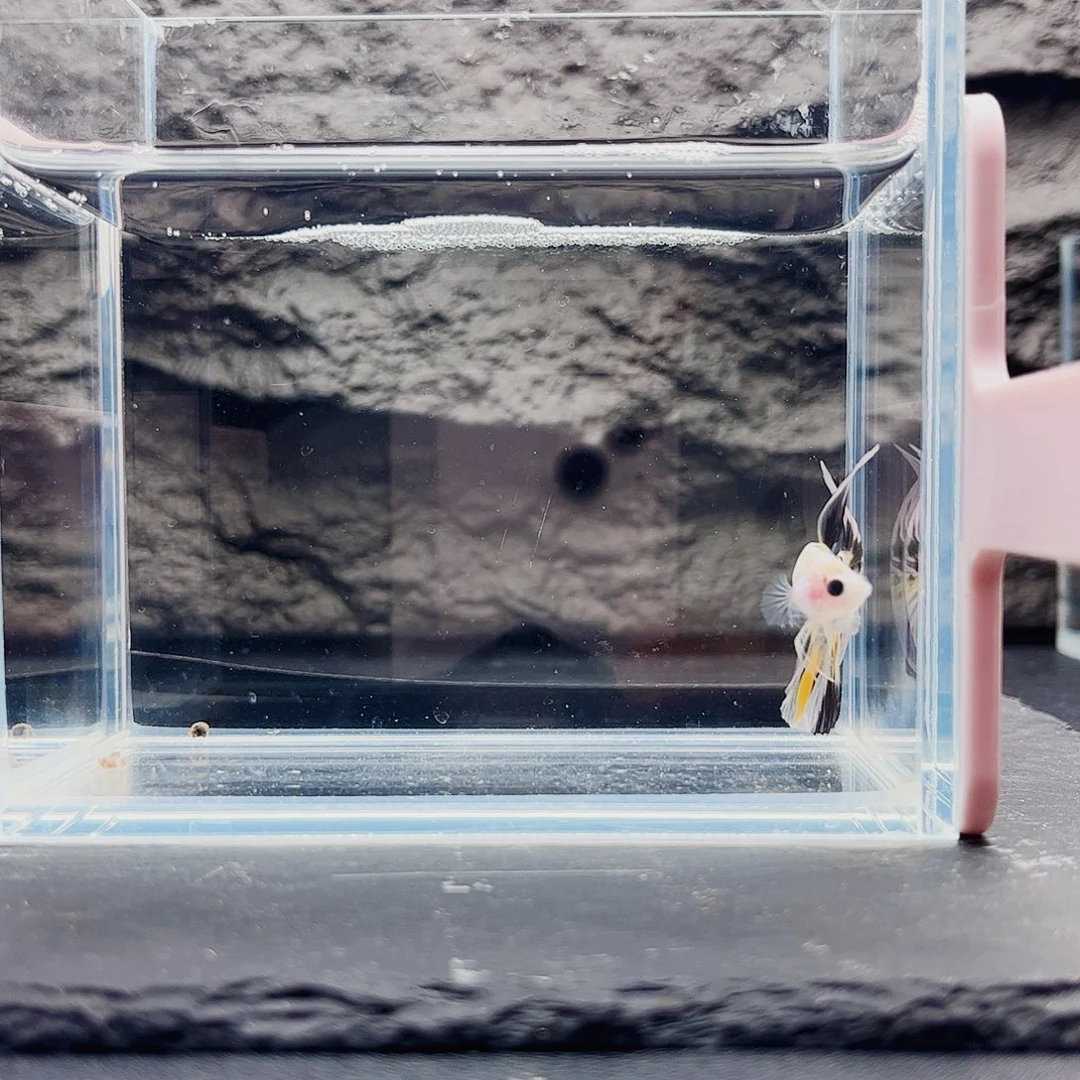 海水鱼宙斯斗鱼竞拍11-05