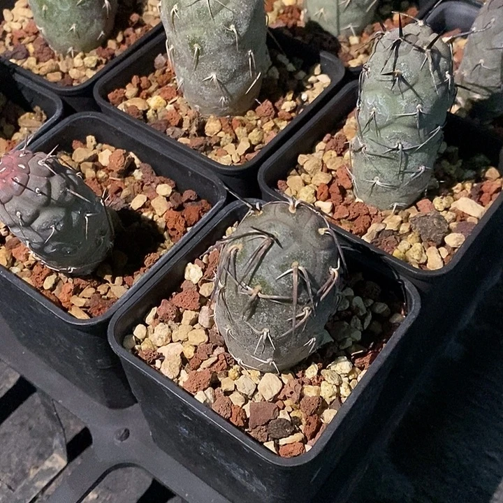 完美主义者勿拍习志野