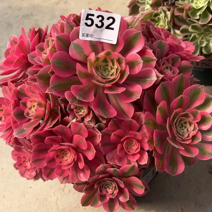 532女巫25厘米左右