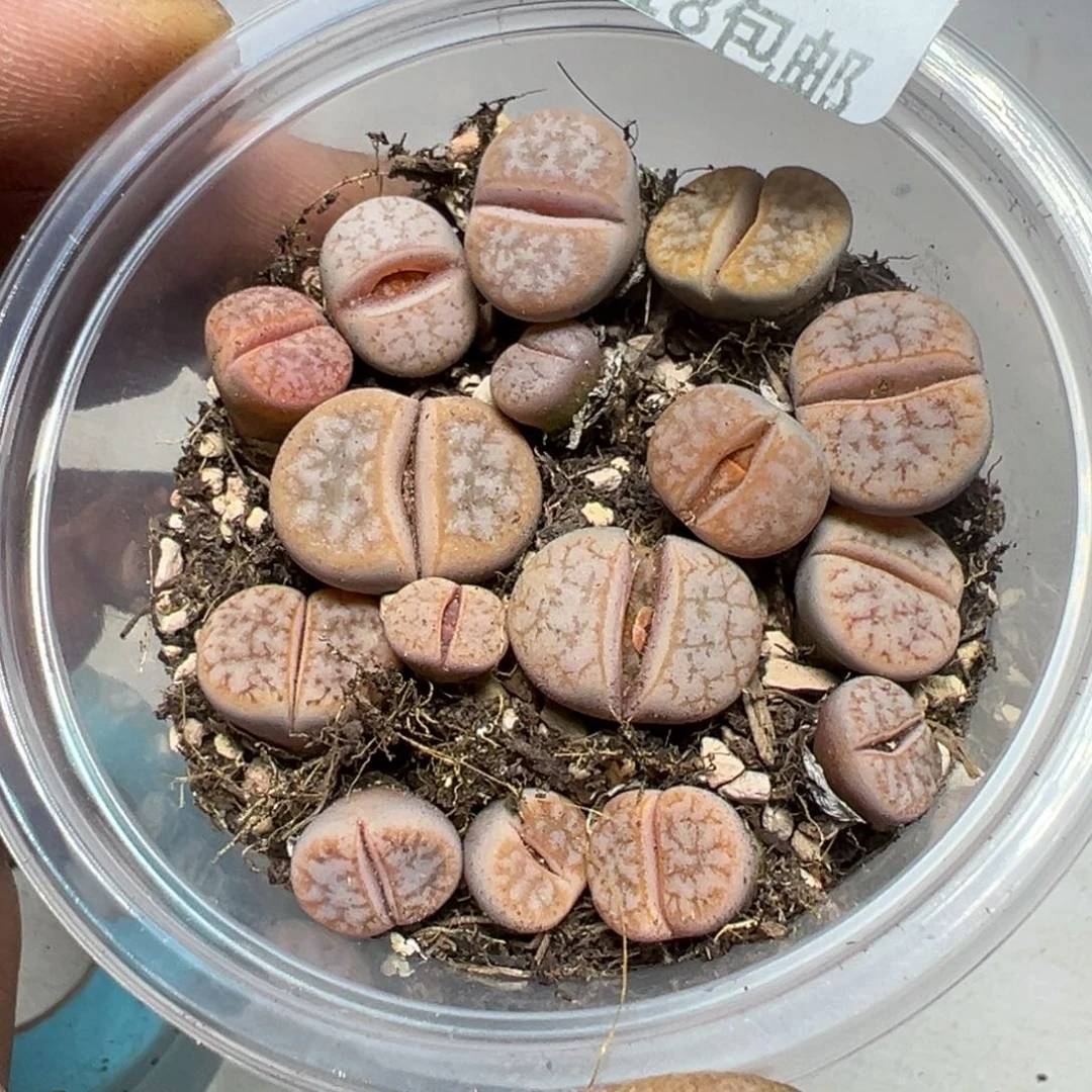 【闪购商品】 101。