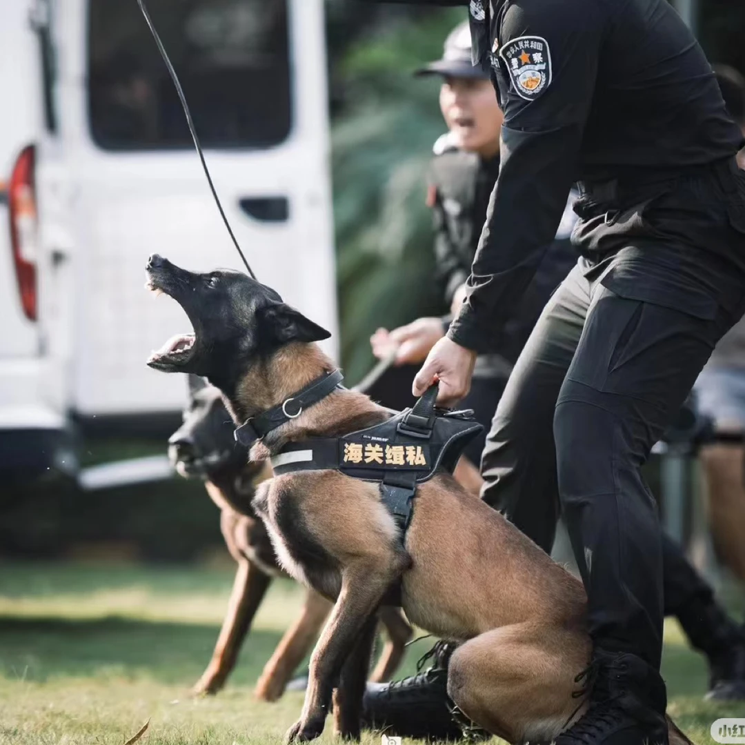 马犬专用牵引绳……