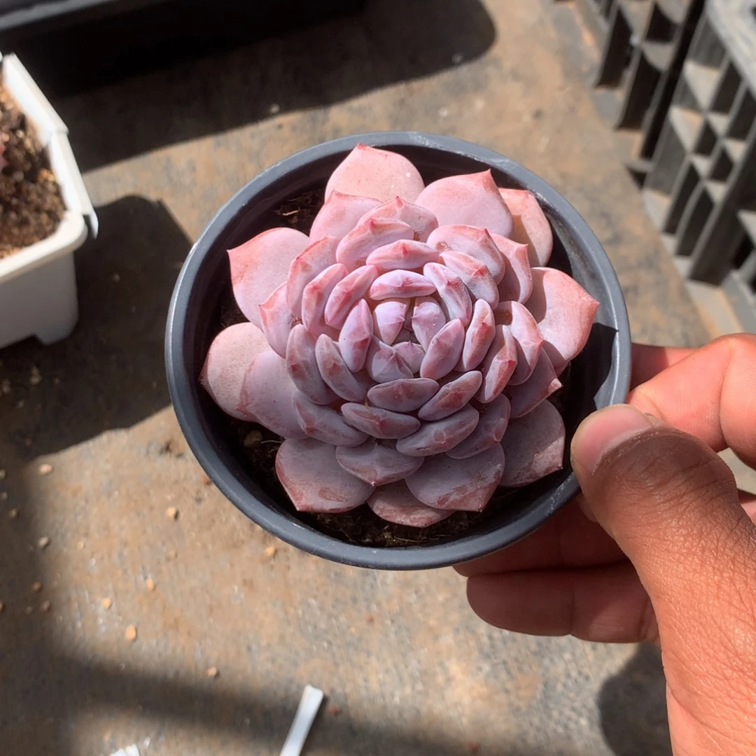 我在上课你呢么忙呢