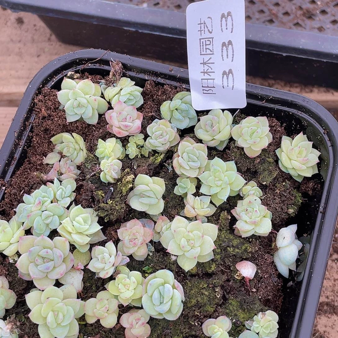 多肉植物多肉植物333