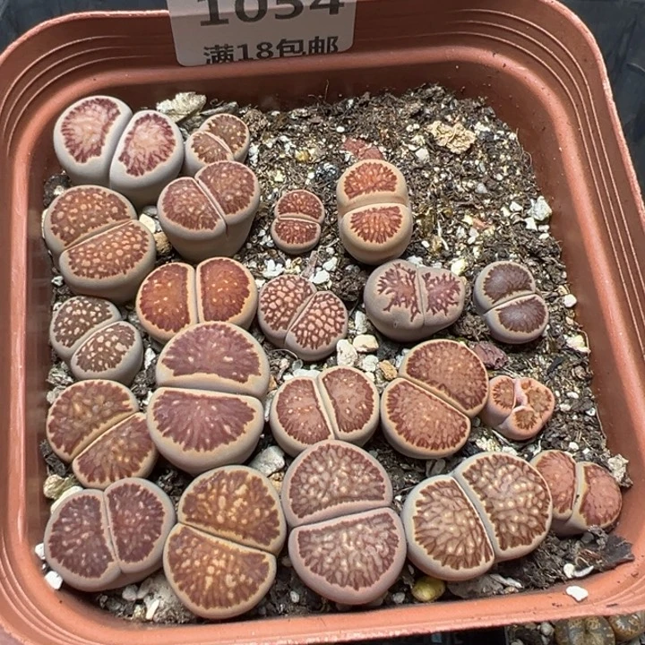 【闪购商品】 1054.