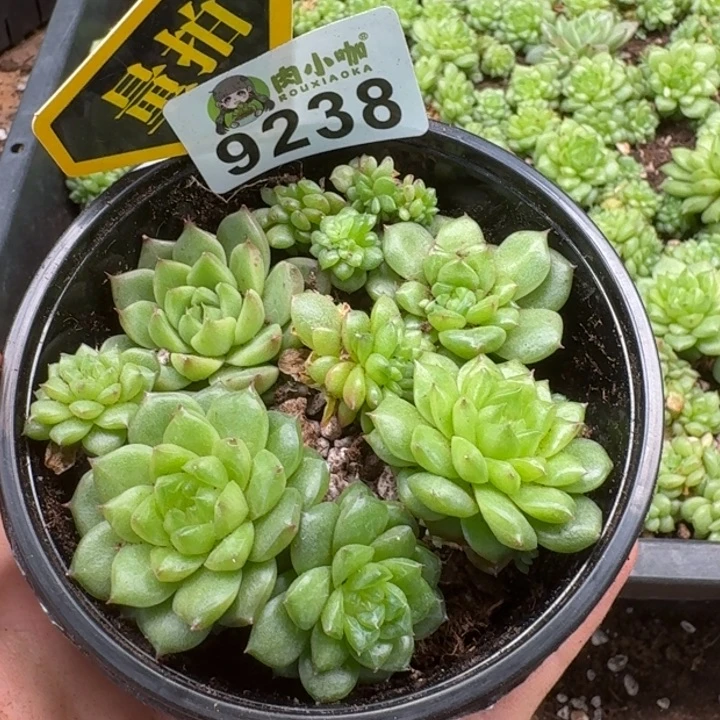 当前无花朵，栽培后可花朵多肉植物多肉植物