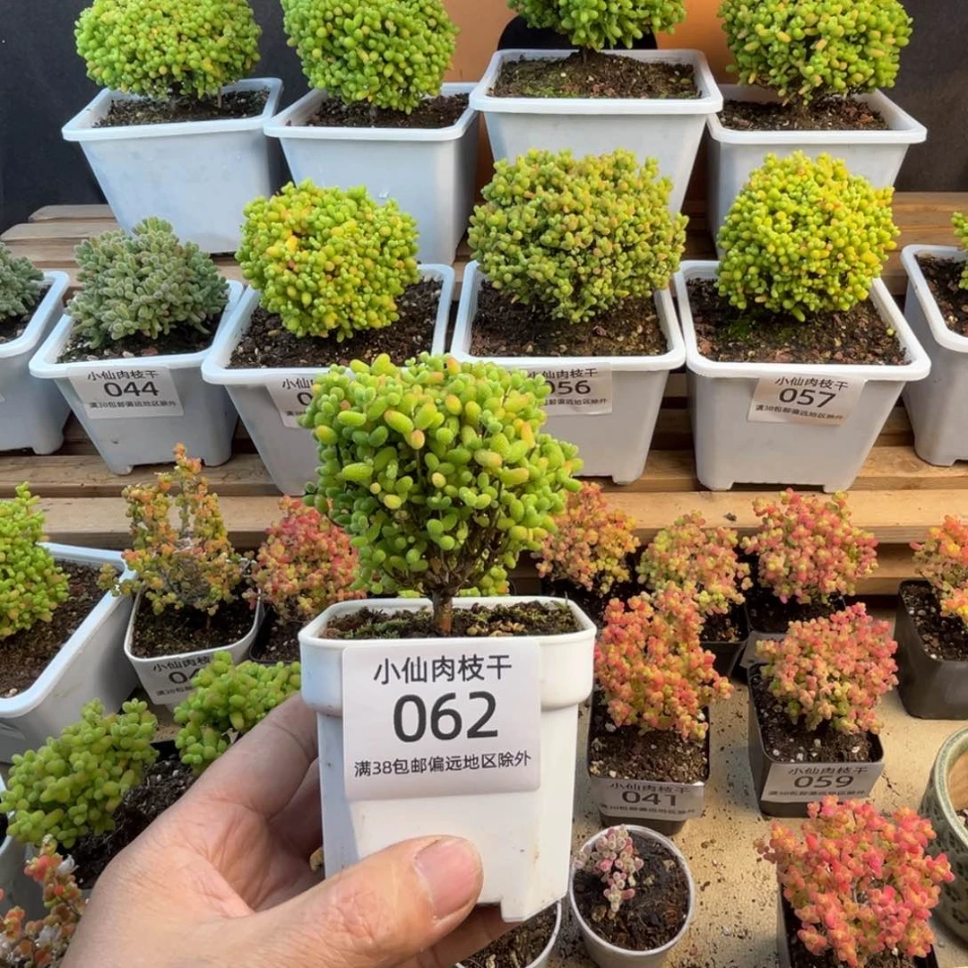 062枝干番杏小老桩金桔