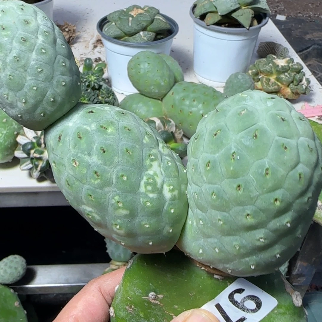 无花朵三头超级洞洞陨石坑973