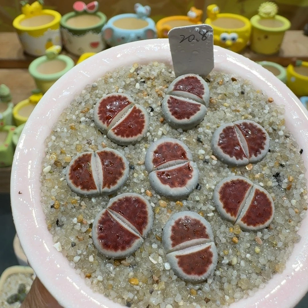 蘑菇1018红窗多肉植物