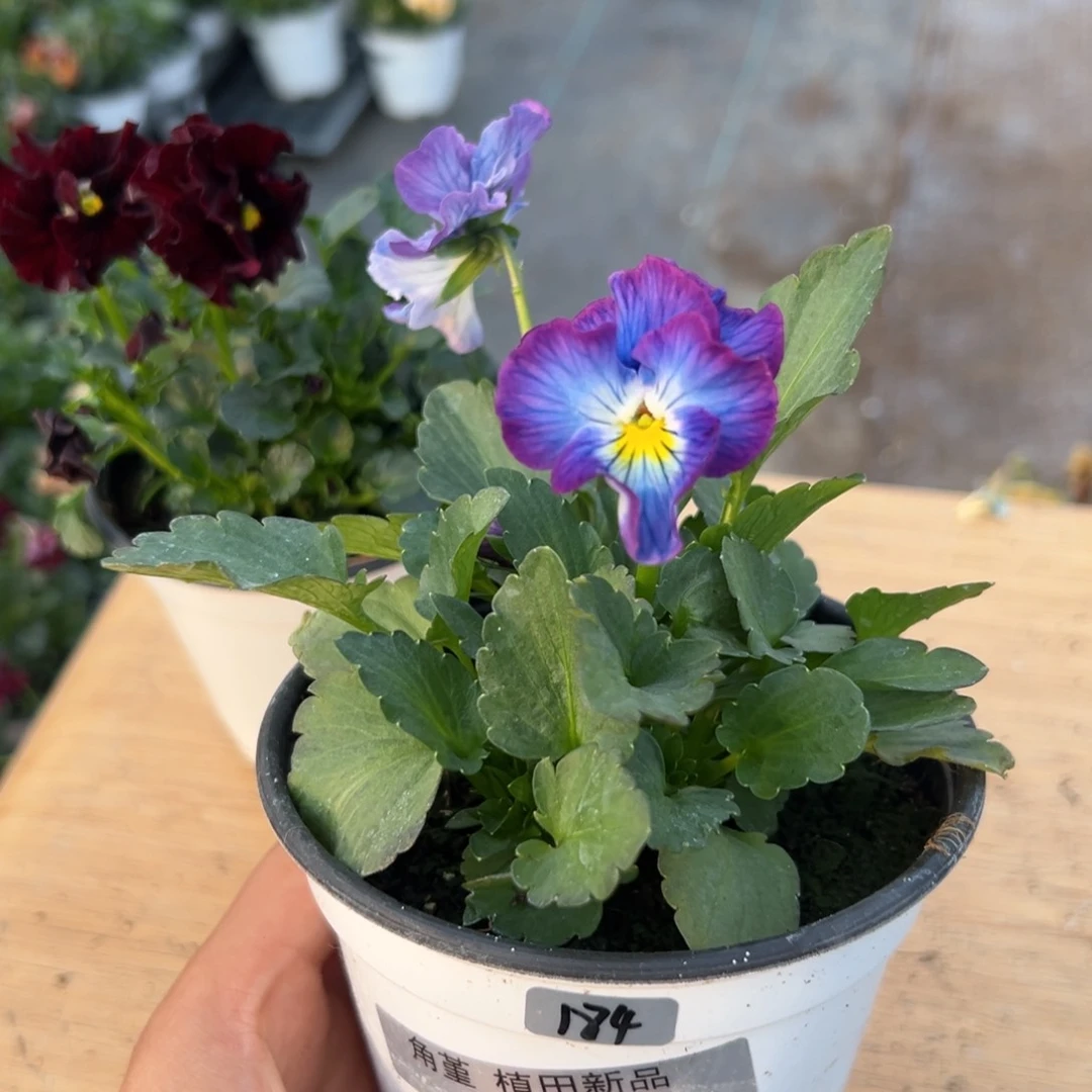 红陶抖音直播闪拍184