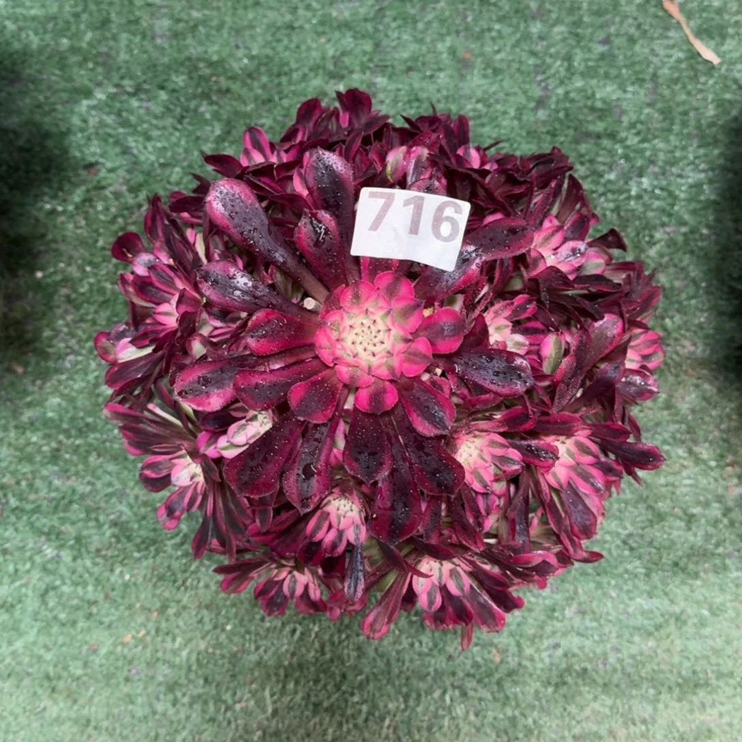 716！红铜白法师多肉植物