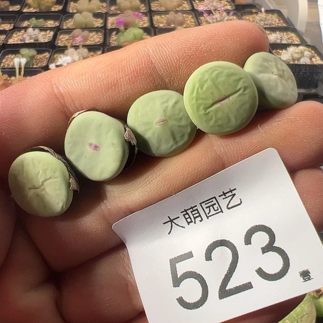 一物一拍。      523