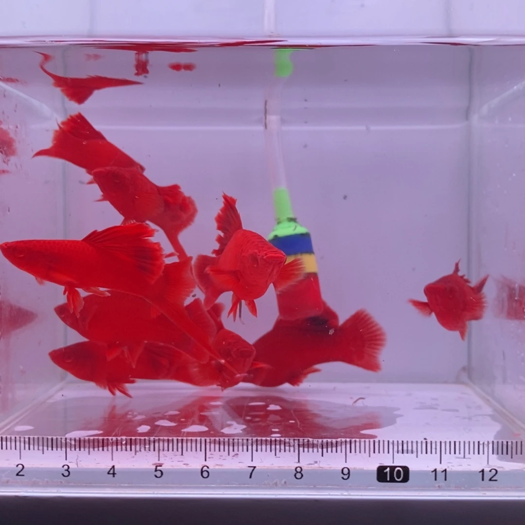 红剑鱼高鳍红剑亚成4公6母