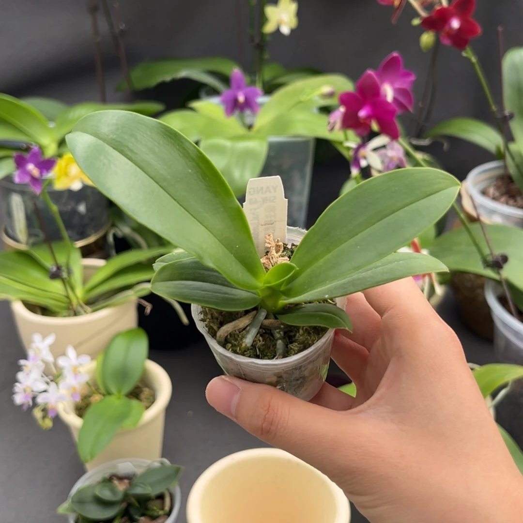 无花朵1.7寸蓝路德实生苗