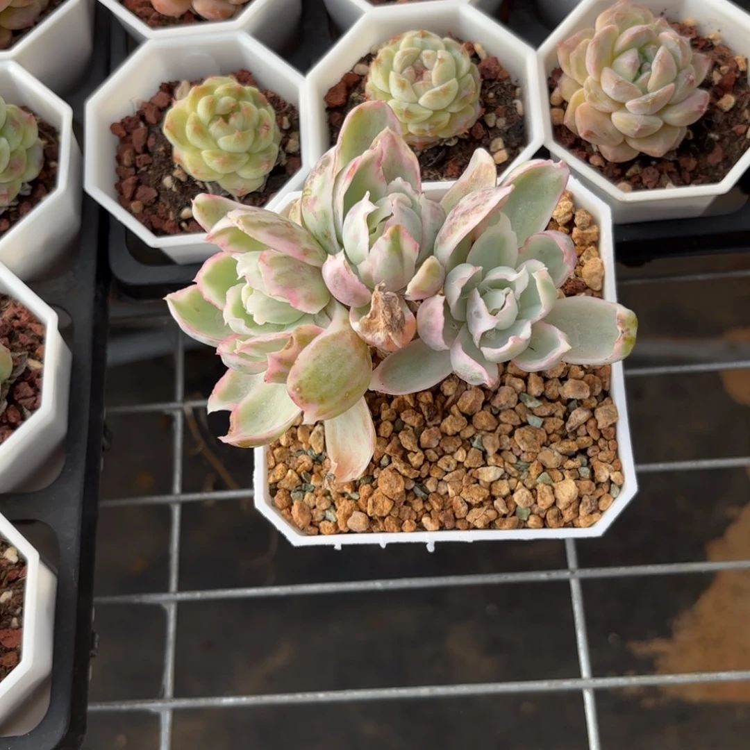 夏***甜伯克利锦桩子微瑕