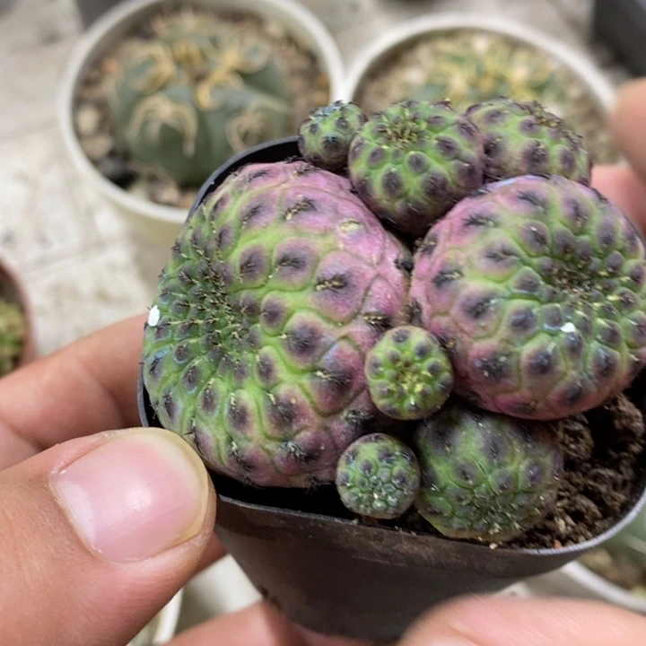 群生紫丽丸特价福利