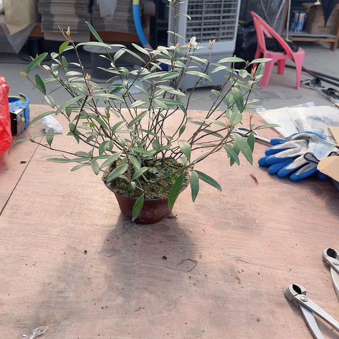 无花朵海岛春花熟桩
