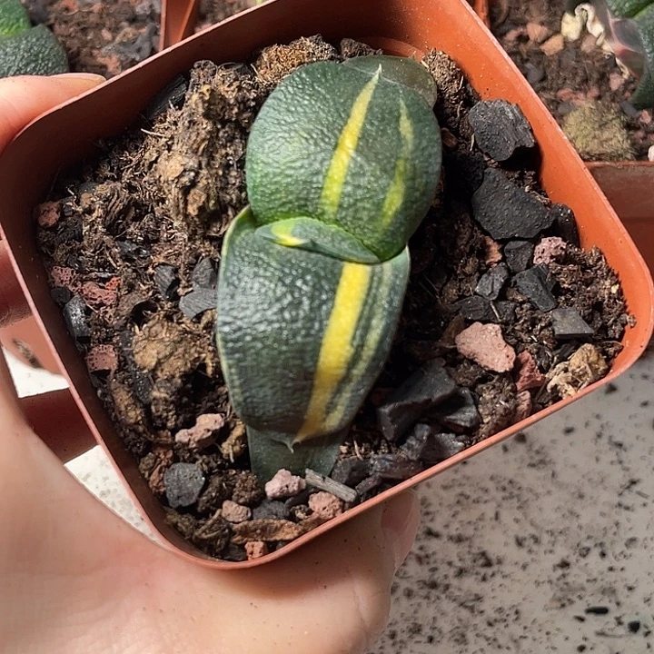 卧牛锦一物一拍福利价