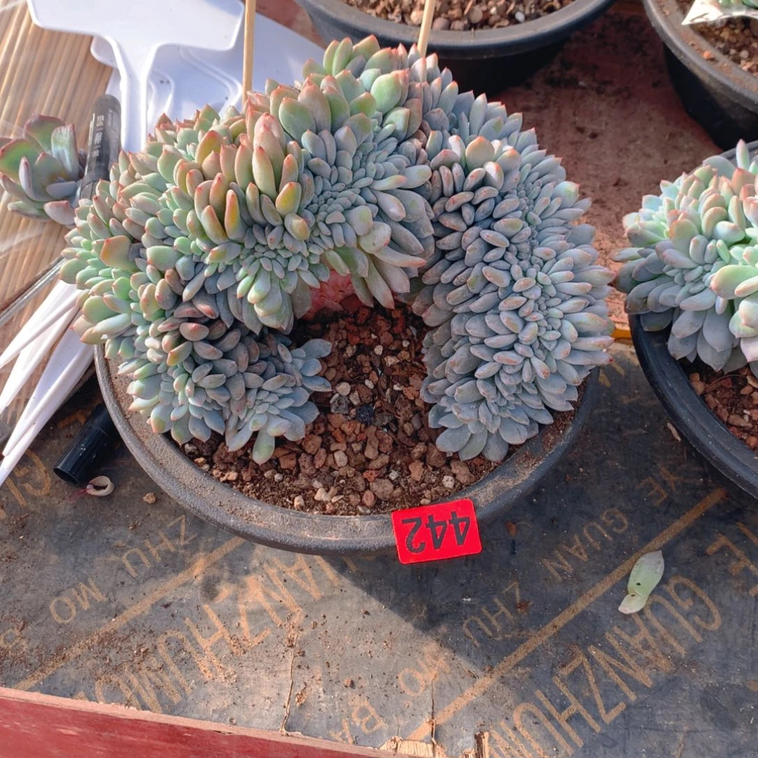 442橙子11111111111