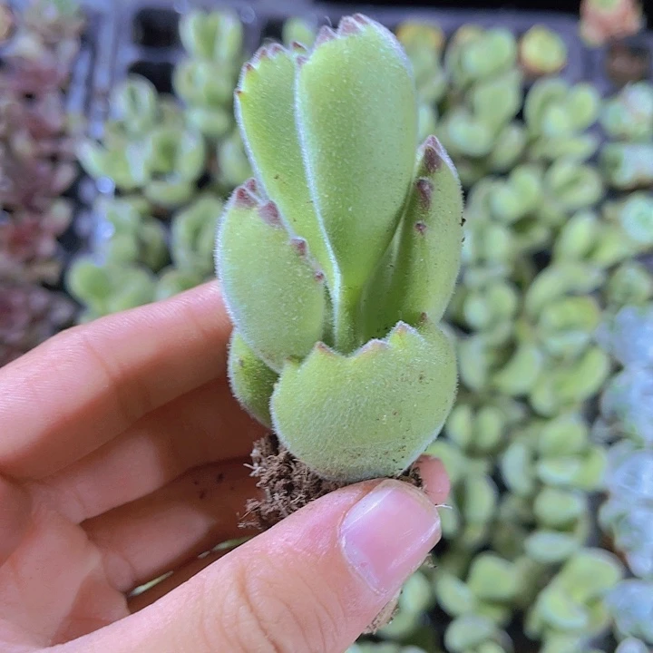 精品熊童子多肉植物
