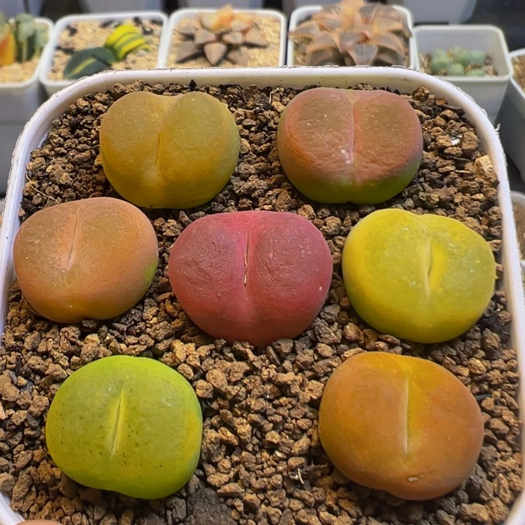 16多肉植物百科知识