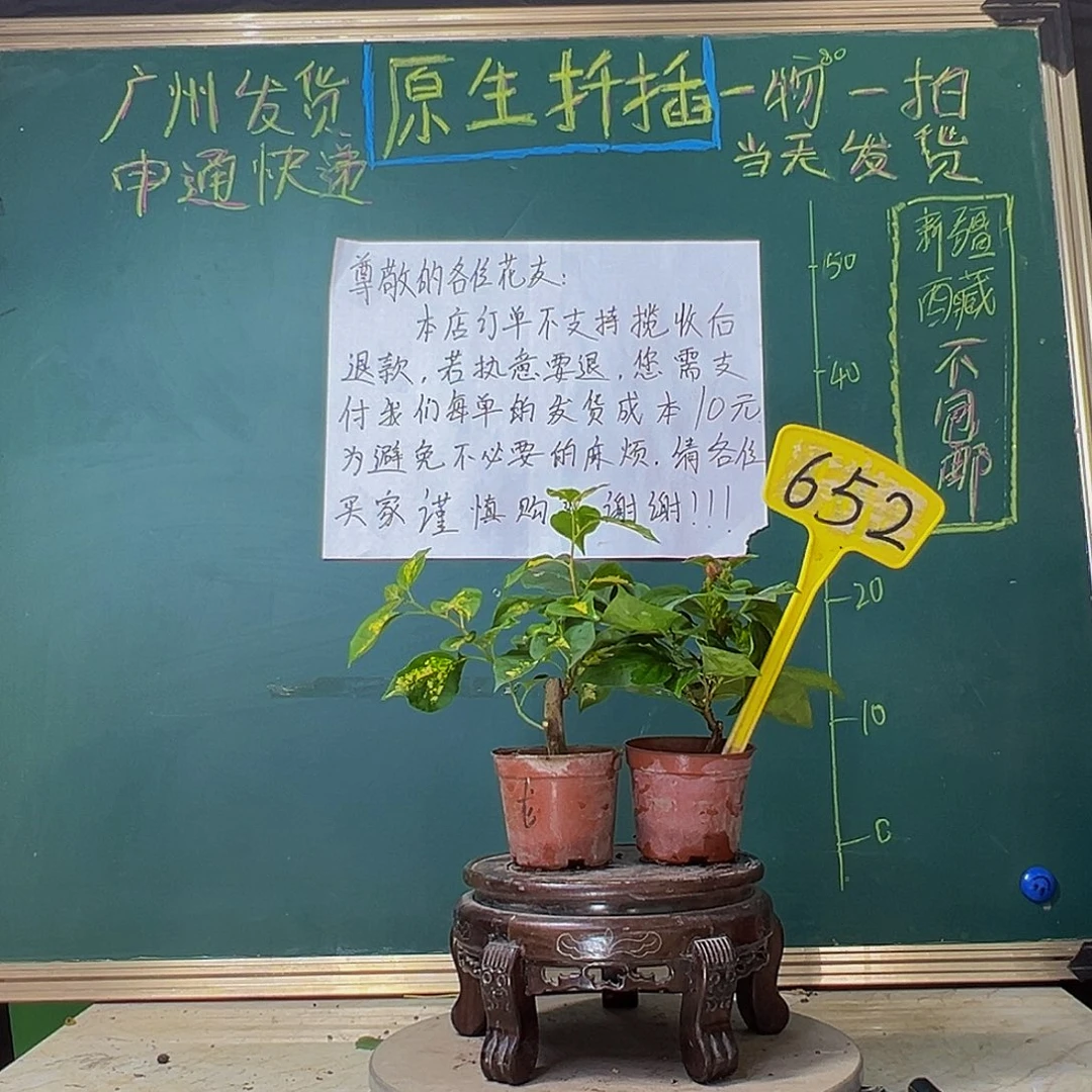当前无花栽培后可以开花金心龙舌掌中宝 暗斑夕阳红掌中宝652