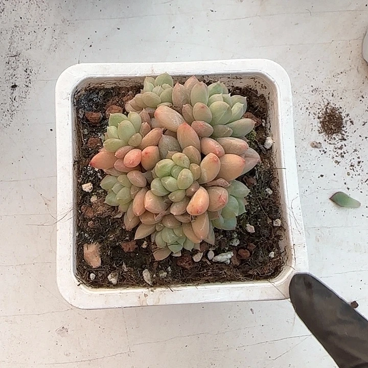 青蛙王子儿童牙膏111