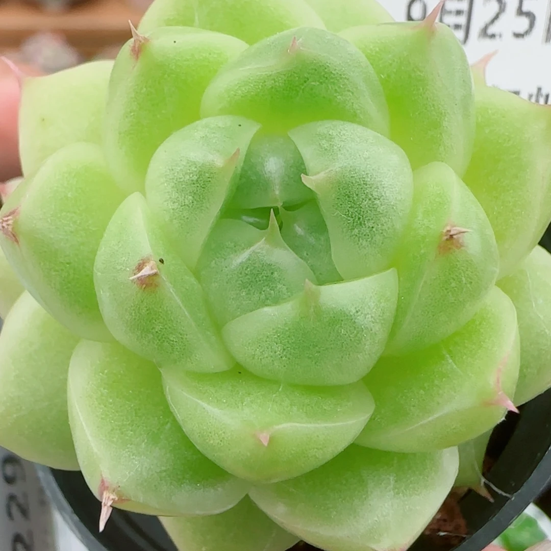花语逸镜0925-216包子散